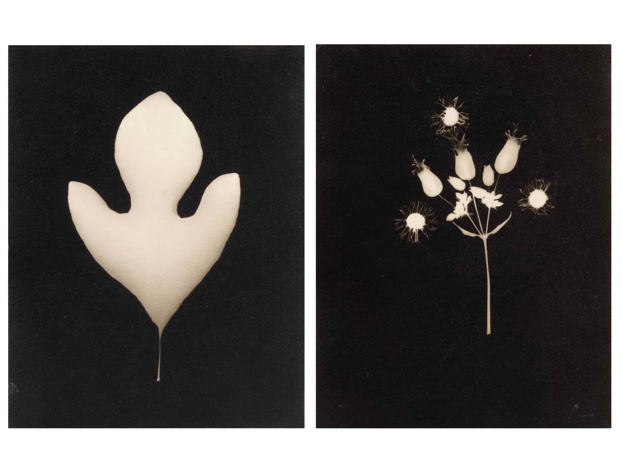 Nature Studies, 1930s, Photograms, 5 1/2 x 4 1/4 in. (14 x 10.8 cm) each
– The Richard Pousette-Dart Foundation