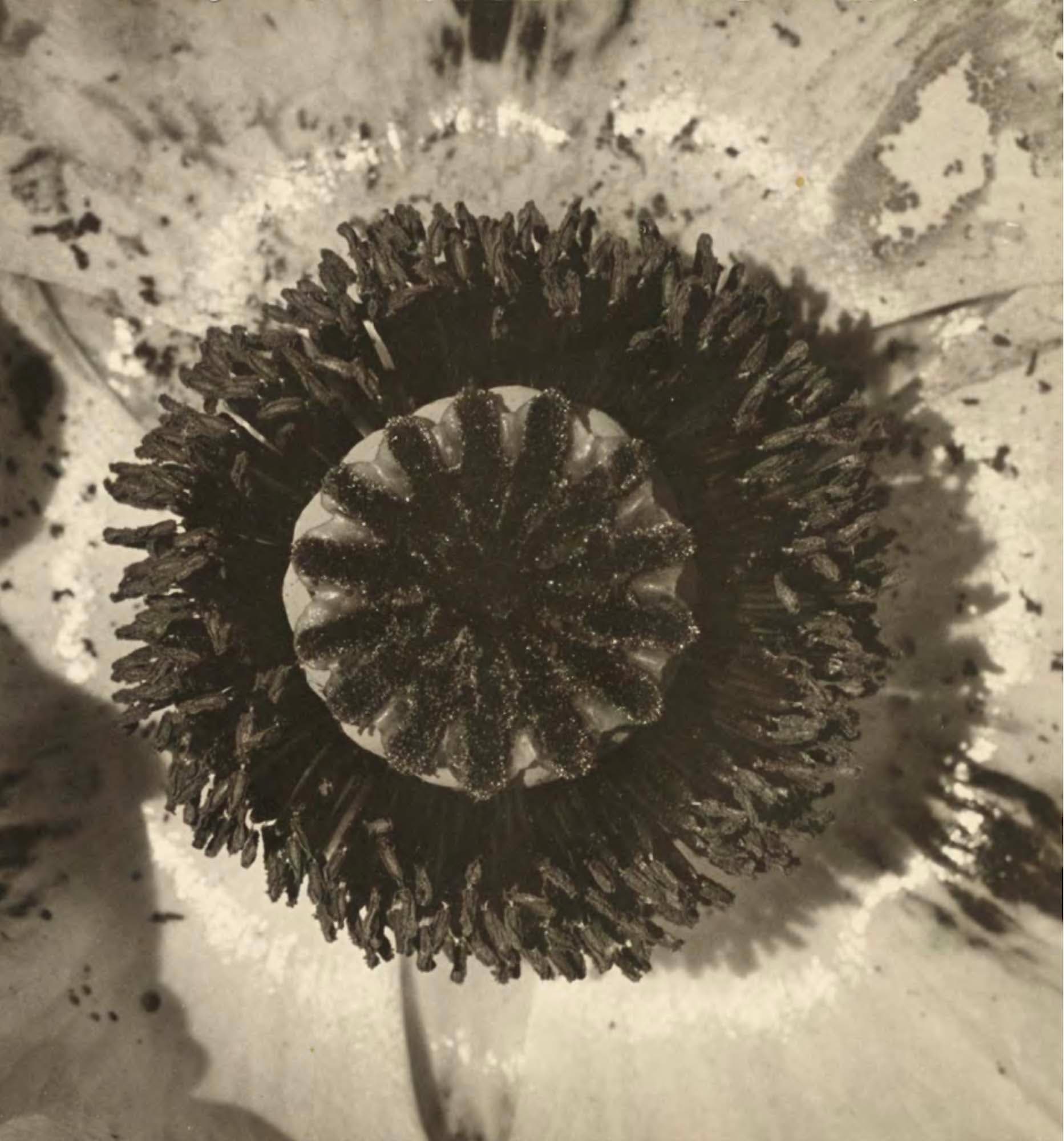 _Flower Close-up, _1950s, Gelatin silver print, 10 1/8 x 9 1/2 in. (25.7 x 24.1 cm)
The J. Paul Getty Museum, Los Angeles (98.XM.19.2)
– The Richard Pousette-Dart Foundation