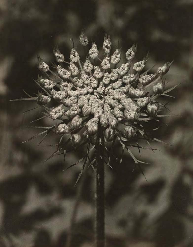 Queen Anne's Lace, c. 1955, Gelatin silver print, 13 1/4 x 10 3/8 in. (33.7 x 26.3 cm)
The Metropolitan Museum of Art, New York
– The Richard Pousette-Dart Foundation
